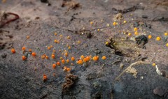 Arachnopeziza aurelia