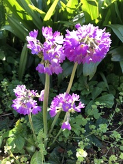 Primula denticulata