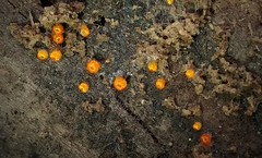 Arachnopeziza aurelia