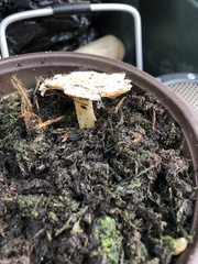 Conocybe intrusa