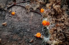 Arachnopeziza aurelia