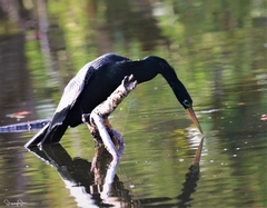 Anhinga anhinga anhinga
