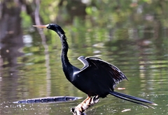 Anhinga anhinga anhinga