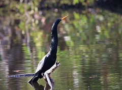 Anhinga anhinga anhinga
