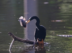 Anhinga anhinga anhinga