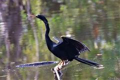 Anhinga anhinga anhinga