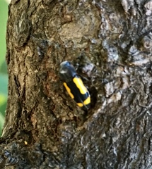 Ptosima gibbicollis