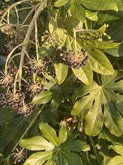 Fatsia