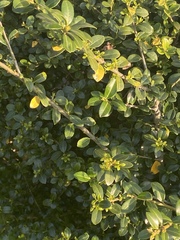 Buxus microphylla