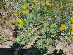 Medicago marina