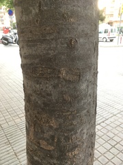 Zelkova