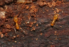 Plagiolepis alluaudi