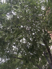 Zelkova