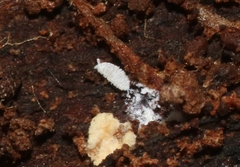 Rhizoecus