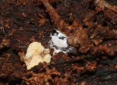 Rhizoecus