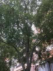 Zelkova
