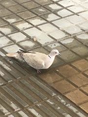 Streptopelia decaocto