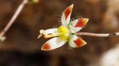 Nemacladus rubescens