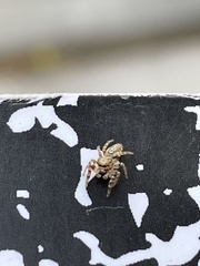 Metaphidippus chera