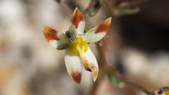 Nemacladus rubescens