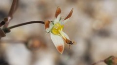 Nemacladus rubescens