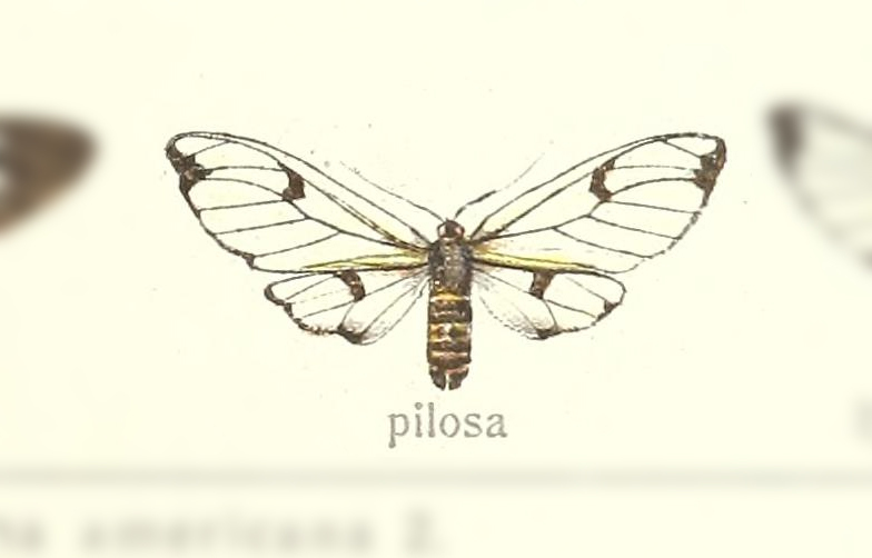 Dasysphinx pilosa