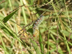 Pseudautomeris grammivora