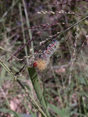Pseudautomeris grammivora