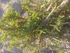 Condea