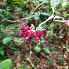 Cestrum fasciculatum
