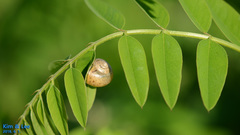 Acusta
