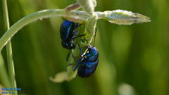 Chrysochus chinensis