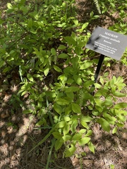 Crataegus aestivalis