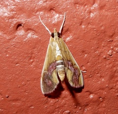 Agathodes ostentalis