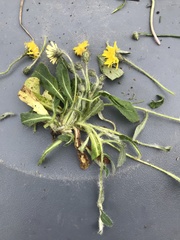 Pilosella flagellaris