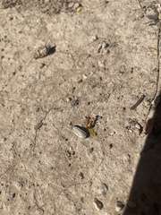 Solenopsis xyloni