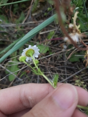 Matricaria chamomilla