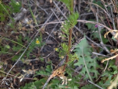 Matricaria chamomilla