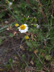 Matricaria chamomilla