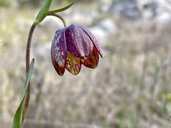 Fritillaria montana