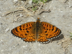 Melitaea