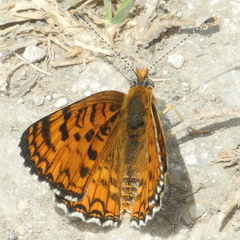 Melitaea