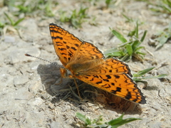 Melitaea