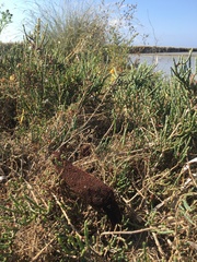 Cynomorium coccineum