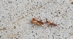 Neivamyrmex nigrescens