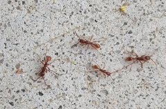 Neivamyrmex nigrescens