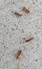 Neivamyrmex nigrescens