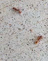 Neivamyrmex nigrescens