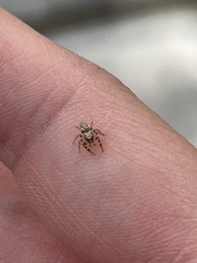 Metaphidippus chera