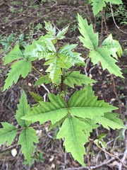 Toxicodendron radicans verrucosum